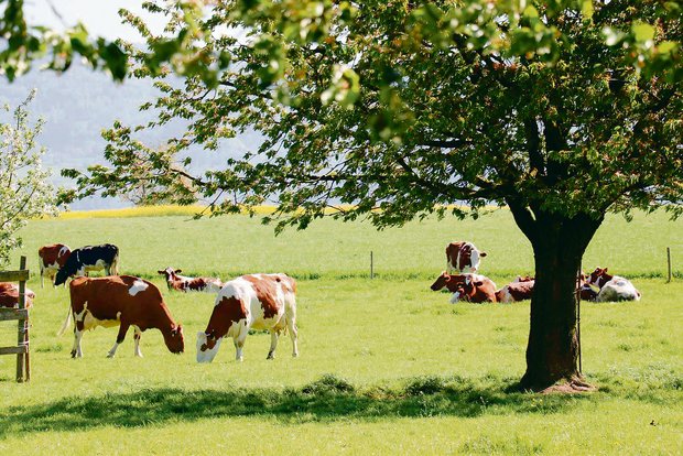 Die Produktionssystembeiträge sollen weiterentwickelt werden. Bei der Graslandbasierten Milch- und Fleischproduktion ist beispielsweise eine Begrenzung der Rohproteinzufuhr in Diskussion.(Bild BauZ)