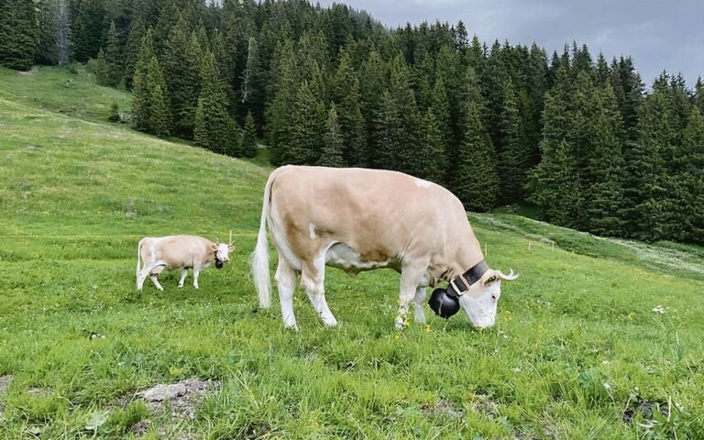 Im Berggebiet kann nicht selten erst nach dem 1. Mai mit Weiden begonnen werden. 