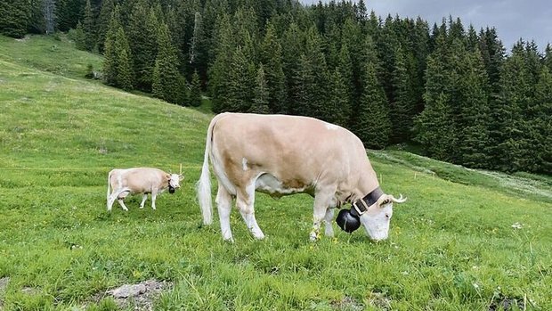 Im Berggebiet kann nicht selten erst nach dem 1. Mai mit Weiden begonnen werden. 