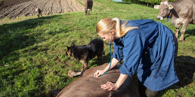 Festliegen kann eine der Folgen einer akuten Pansenazidose sein. Leichtere Fälle behandelt die Tierärztin mit Natriumbikarbonat, bei schweren Fällen kann es nötig werden, den Pansen auszuräumen. Bild: Gian Vaitl