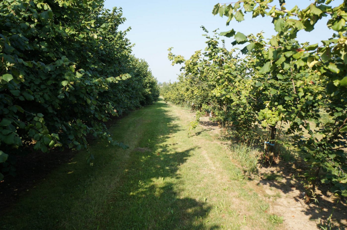 Haselnüsse SchweizBei der Familie Forster stehen 280 Bäume auf den 50 Aren. (Martin Brunner)