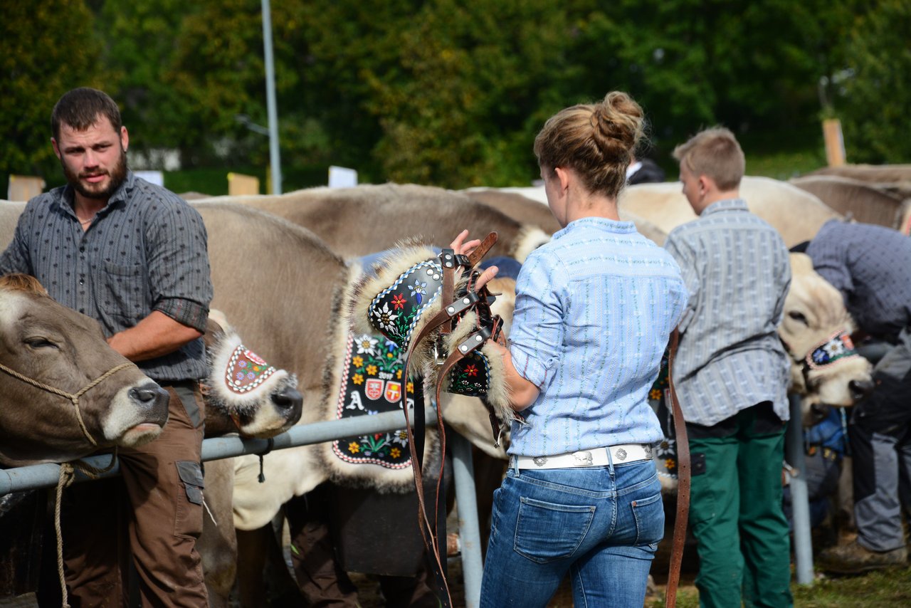 Ebenfalls ein wichtiger Teil der Nidwaldner Viehschau: Das «Sänntne», der geschmückte Abzug der Kühe vom Schauplatz. Die Vorbereitungen …