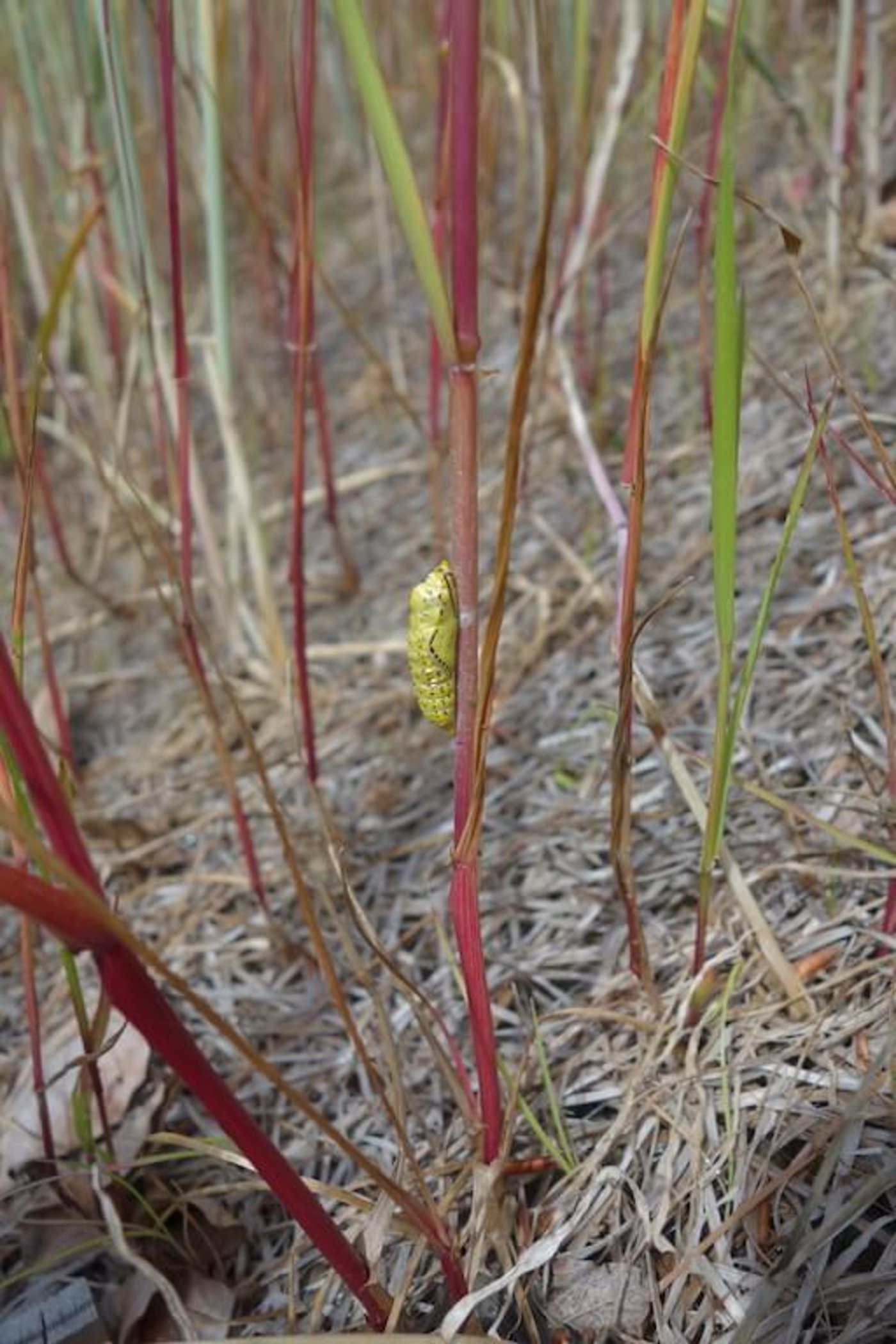 Kurz nach der Ansaat wachsen erste Deckfrüchte aus.