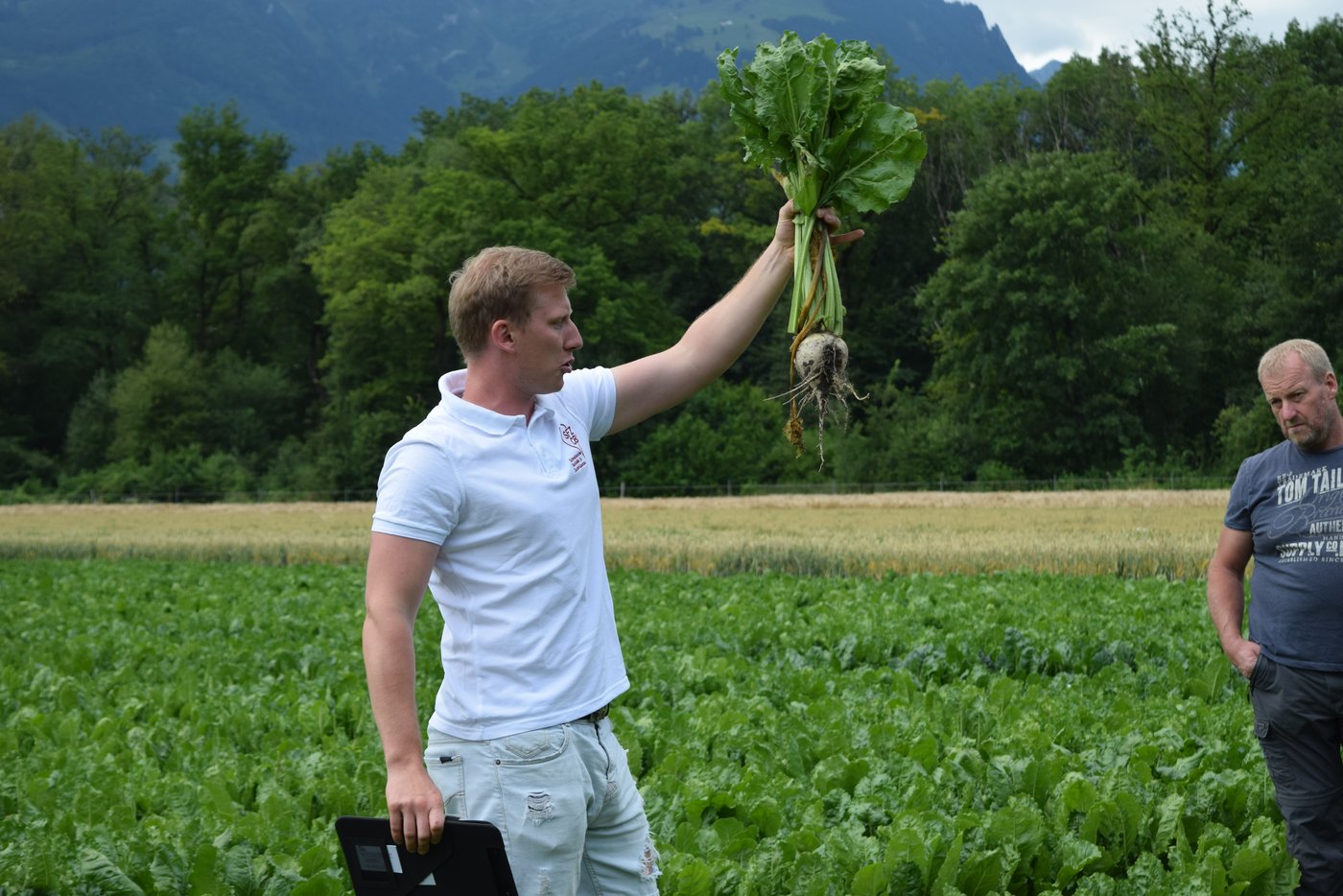 Im Vergleich dazu eine konventionell gesäte Zuckerrübe, die eine wunderschöne Pfahlwurzel gebildet hat.
