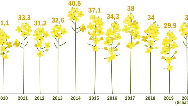 Der grösste Teil der Rapsernte ist eingefahren. Mit geschätzten 34 kg Ertrag je Are könnte die Ernte besser ausfallen als im vergangenen Jahr. (Grafik BauZ, Quelle Umfrage BauZ)