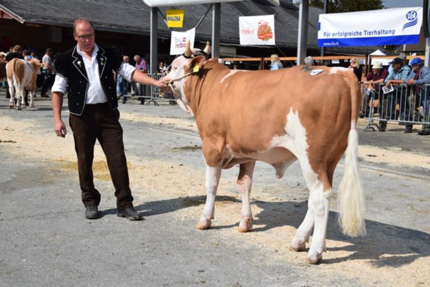Mister Stierkalb Simmental: Amarone Sandro, Hansueli Brügger, Frutigen BE. (Bilder Peter Fankhauser