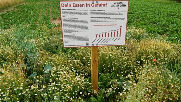 Eine Nullparzelle mit Tafel als abschreckendes Beispiel für Pflanzenschutz-Verzicht: Das goutierten die Biobauern nicht. (Bild zVg)