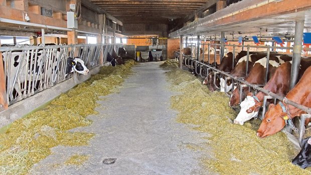 Niklaus Baumanns Kühe erhalten eine mit Mikroorganismen fermentierte Gras-Mais-Silage zu fressen. Diese fördert eine gesunde Darmflora. Daneben behandelt er seinen Stall täglich mit EM. (Bild Katrin Erfurt)