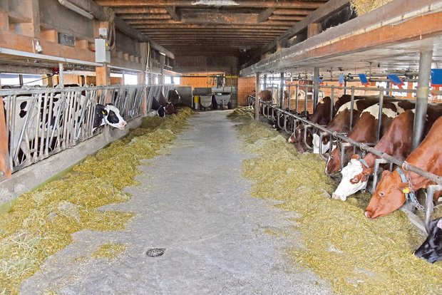 Niklaus Baumanns Kühe erhalten eine mit Mikroorganismen fermentierte Gras-Mais-Silage zu fressen. Diese fördert eine gesunde Darmflora. Daneben behandelt er seinen Stall täglich mit EM. (Bild Katrin Erfurt)