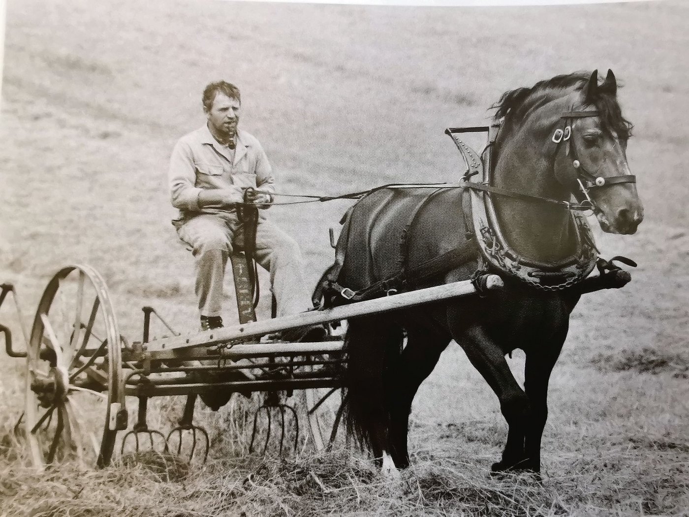 Diesem Hengst hat die Freibergerzucht viel zu verdanken. Hunter am Heuwender ist Hulax’ Vater.  (Bild Fritz Heller)