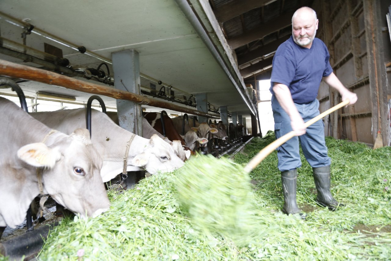 Viel Gras und Heu: Christian Kohlers Kühe fressen fast ausschliesslich betriebseigenes Grünfutter.