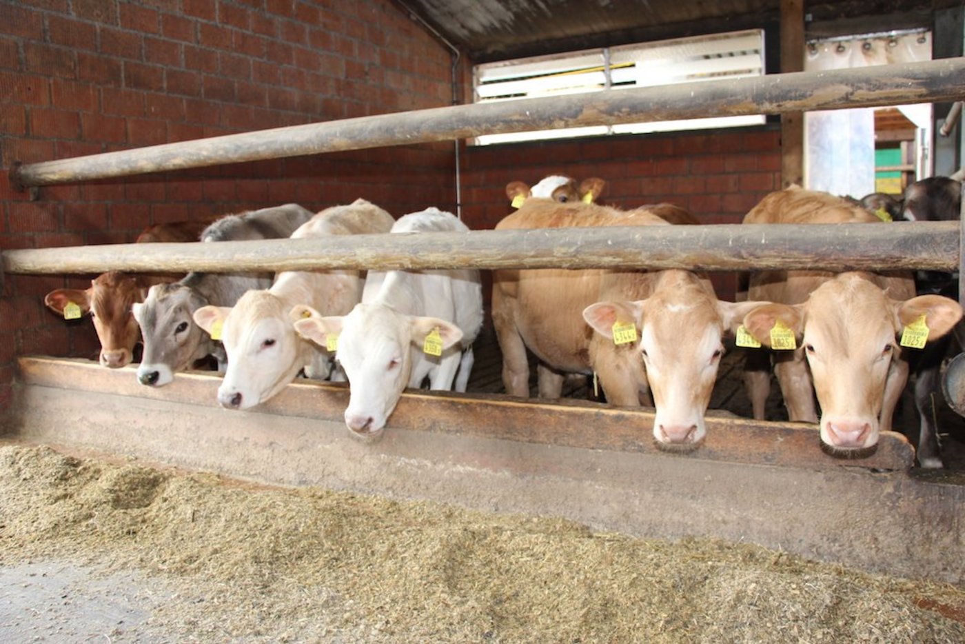 Heute erreichen rund 70 % der Banktiere die Fleischigkeitsklasse C oder H. (Bild Hans Rüssli)