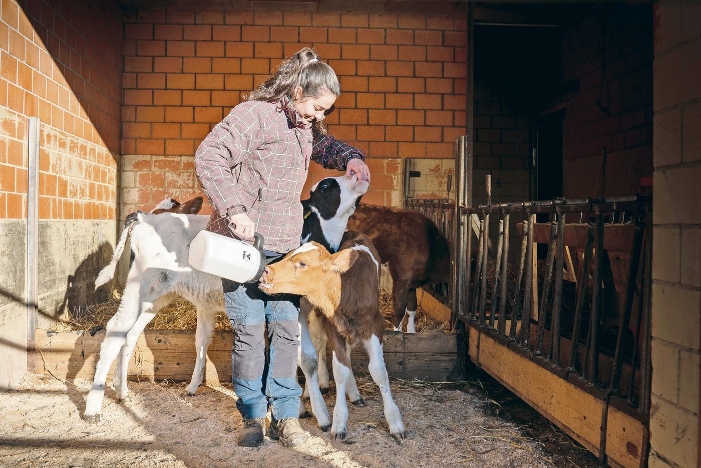 Kälber haben ein intensives Saugbedürfnis. Wird dieses nicht befriedigt, besaugen sie sich gegenseitig. (Bild Samuel Rolli)