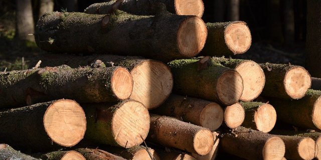 Bei Forstarbeiten kam am Donnerstag ein 17-Jähriger ums Leben. (Bild Pixabay)