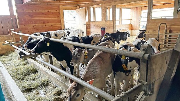 Beim Zukauf von Tieren unbedingt auf den BVD-Status achten und keine gesperrten Tiere in den Bestand aufnehmen.