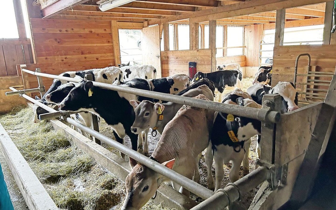 Beim Zukauf von Tieren unbedingt auf den BVD-Status achten und keine gesperrten Tiere in den Bestand aufnehmen.