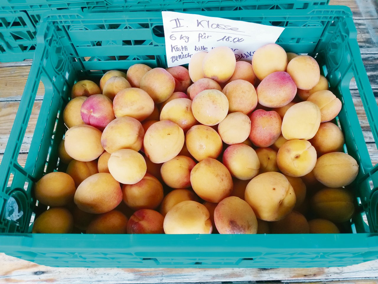 In Güttingen konnten letztes Jahr 1,3 Tonnen Aprikosen geerntet werden.