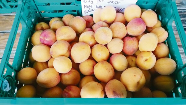 In Güttingen konnten letztes Jahr 1,3 Tonnen Aprikosen geerntet werden.