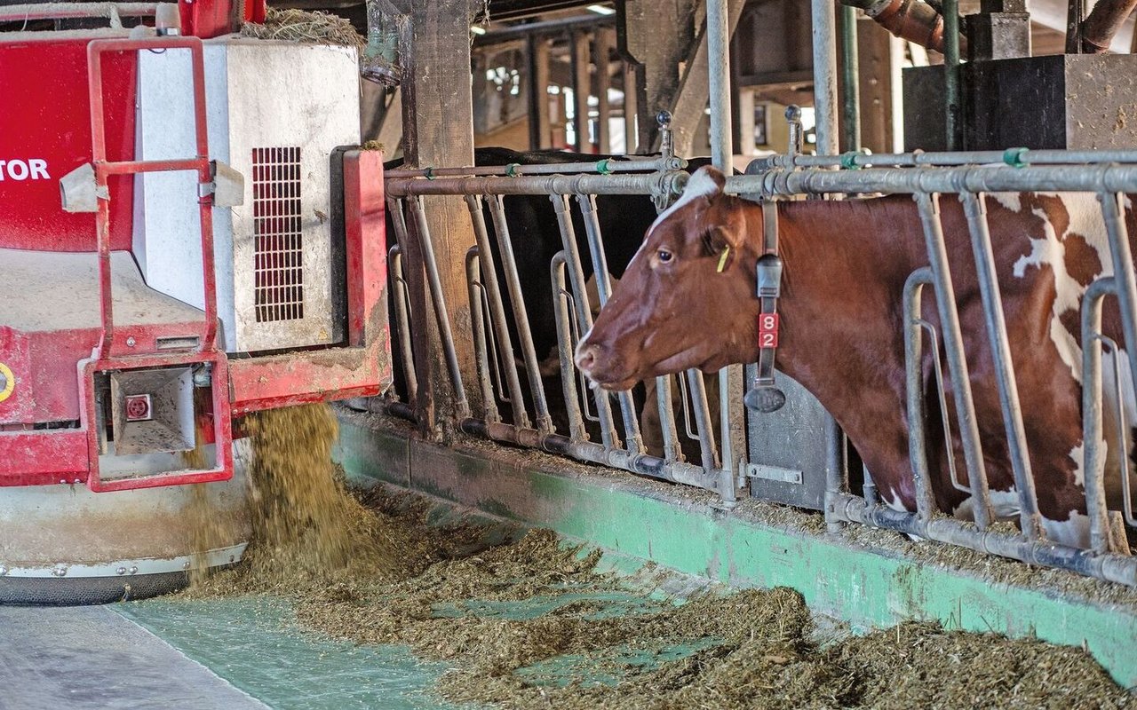 Der Mischwagen fährt zum Futtertisch und legt den Kühen ihre Ration hin.