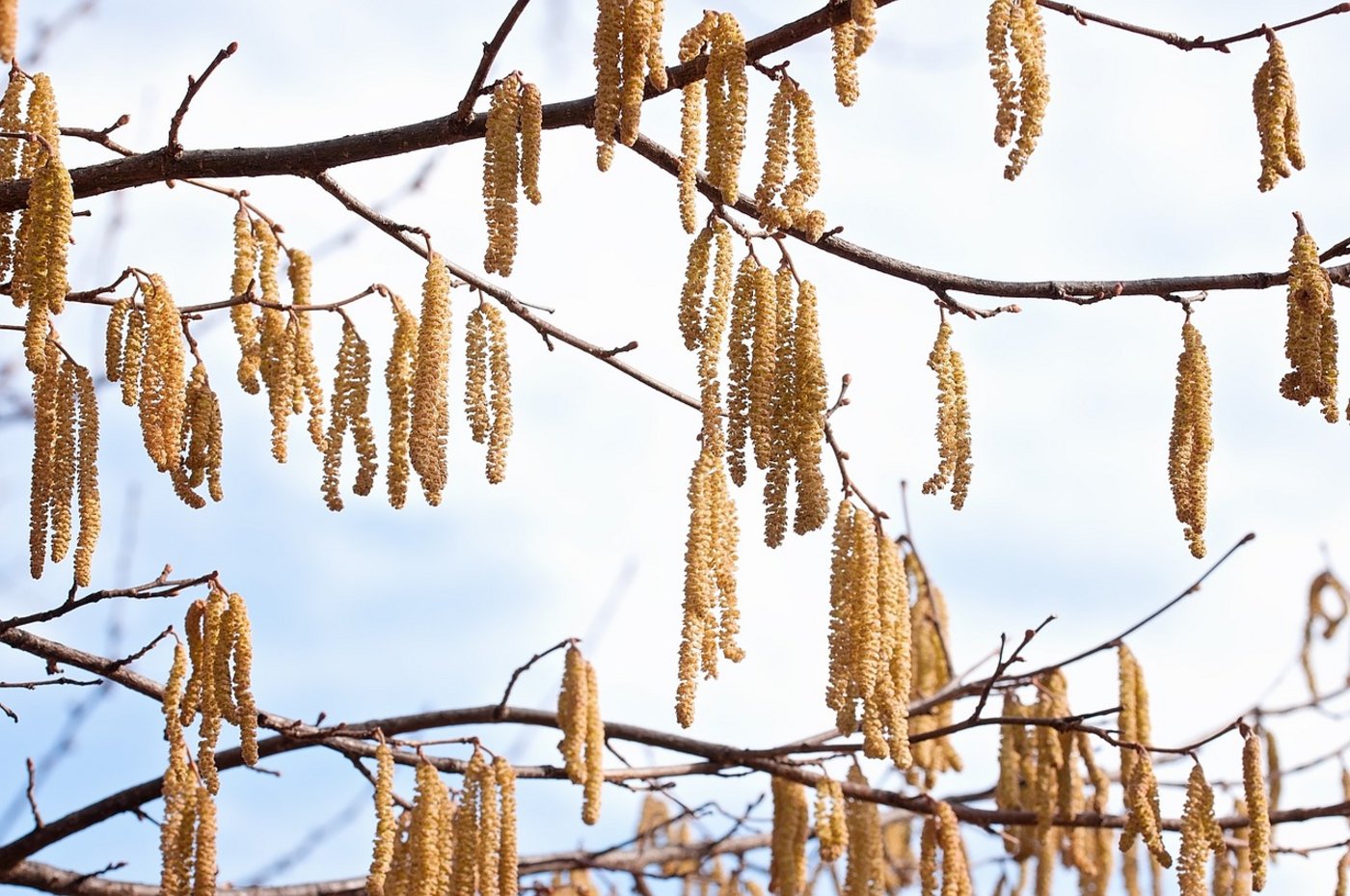 Kulturen und Wildpflanzen sind weit entwickelt. Haselsträucher begannen bereits Mitte Februar 2020 zu blühen. (Bild Pixabay)