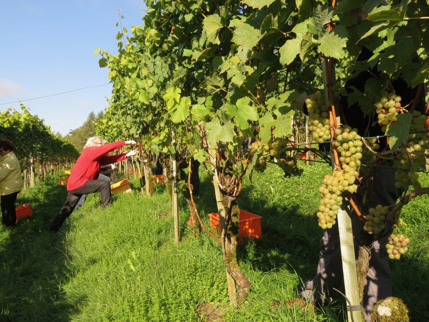 Im gemeindeeigenen eine Hektar grossen Rebberg kann mit drei Tonnen heuer nur gerade ein Drittel einer Normalernte eingebracht werden.