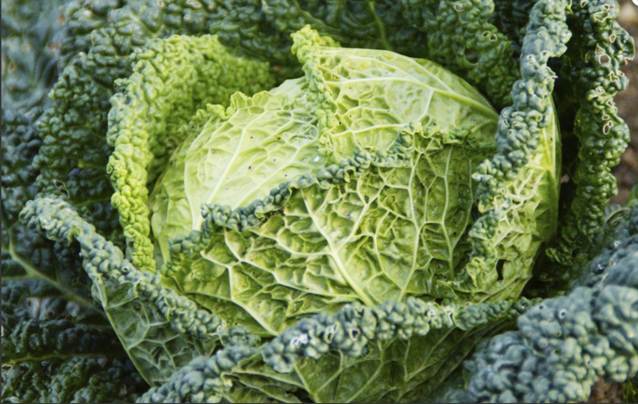 Wirz: Das Gemüse liefert viele Vitamine und kann für zahlreiche Gericht verwendet werden.