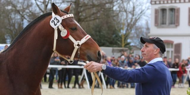 Als grosser Sieger vom Platz ging Nitard du Mécolis von Jean Chêne aus Damvant JU. Der Hengst überzeugte mit einem glanzvollen Resultat unter dem Sattel.  (Bild Simone Barth)