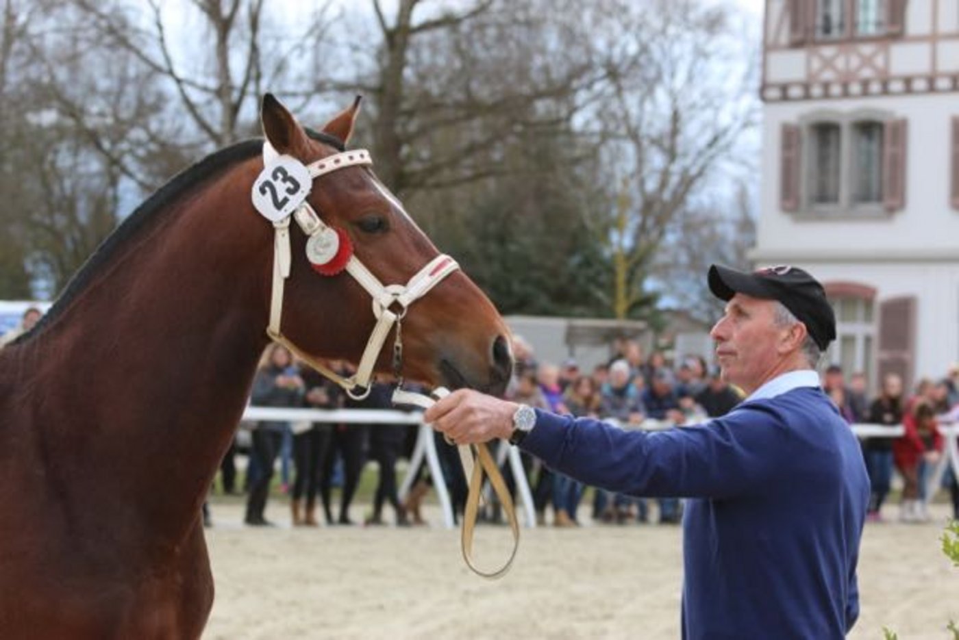 Als grosser Sieger vom Platz ging Nitard du Mécolis von Jean Chêne aus Damvant JU. Der Hengst überzeugte mit einem glanzvollen Resultat unter dem Sattel.  (Bild Simone Barth)