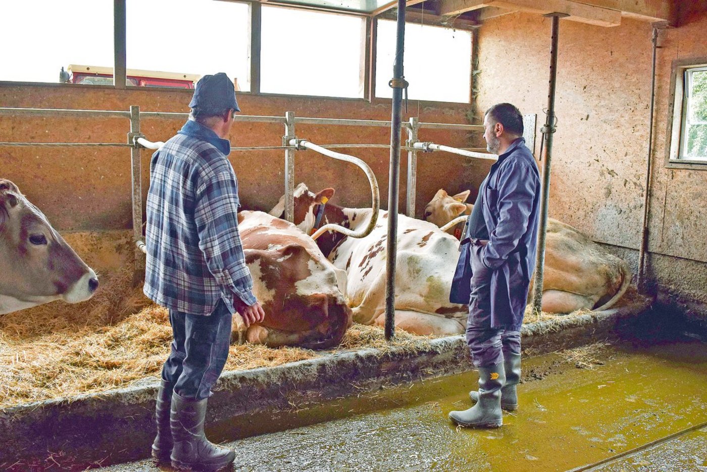 Betriebsleiter Emil Brauchli (links) und Bruno Ottiger vom Arenenberg beobachten die Kühe genau. (Bild Stefanie Giger)
