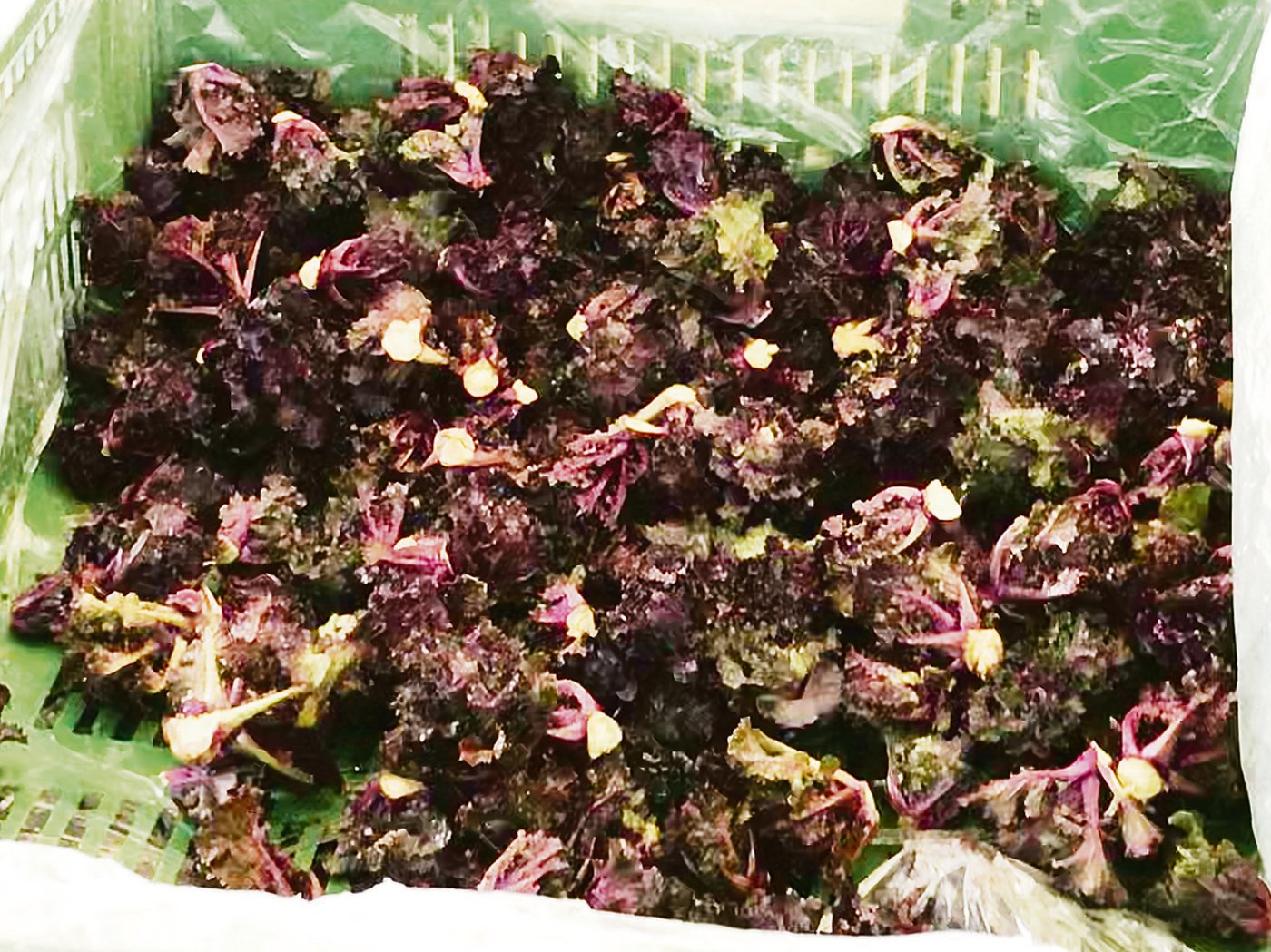 Kalettes sind eine Kreuzung aus Rosenkohl und Federkohl.
