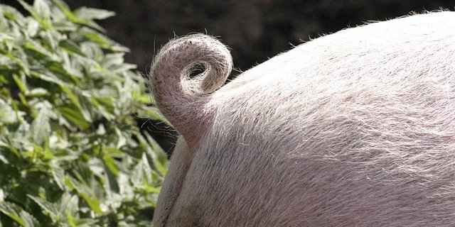 Ein gesunder Ringelschwanz gilt bei Schweinen als Zeichen für das Tierwohl. (Bild Pixabay)