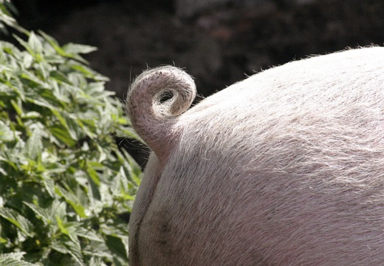 Ein gesunder Ringelschwanz gilt bei Schweinen als Zeichen für das Tierwohl. (Bild Pixabay)