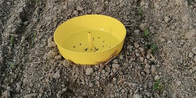 Eine regelmässige Überprüfung auf Schäden des Rapserdflohs ist unerlässlich. (Bild Inforama Rütti)