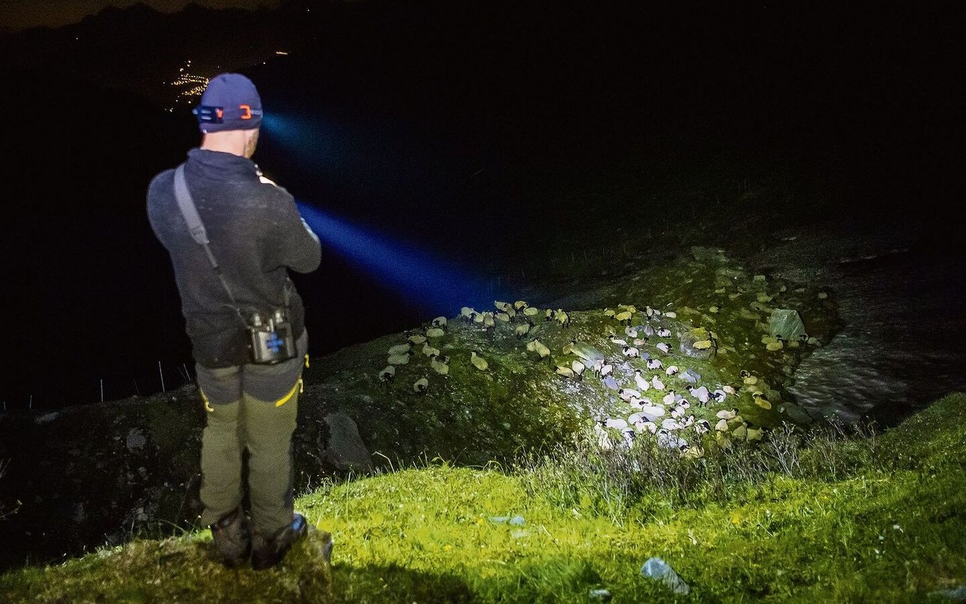Ein Schäfer bewacht die Schafe des Landwirts Yves Bruchez vor einem Wolfsangriff. Das Bild entstand am 28. Juli 2021 auf der Alp von La Corbassiere im Val de Bagnes (Wallis).