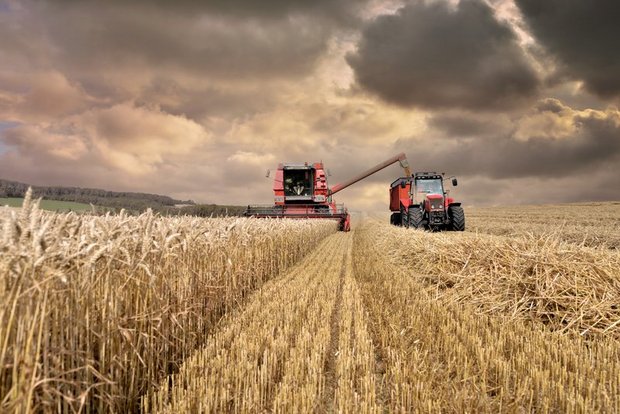 Die guten Erträge beim Getreide liessen 2017 die Erträge im Pflanzenbau um 6,8 Prozent gestiegen. (Bild chrisberic - stock.adobe.com)
