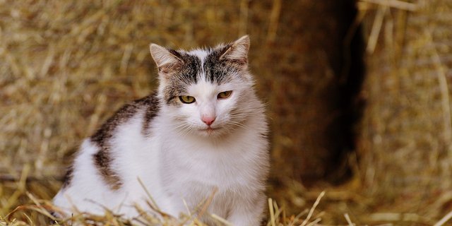 Die Investitionen in eine gute Versorgung und eine engere Beziehung zur Katze lohnen sich mehrfach: Man bekommt einen gesunden Mäusejäger und ein zutrauliches Familienmitglied. (Bilder Pixabay)