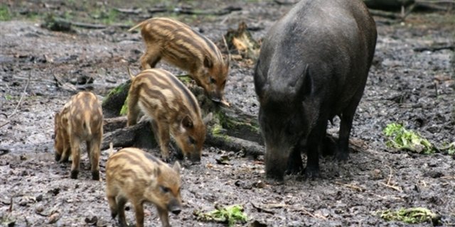 Wildschweine können EP übertragen. (Bild BauZ)