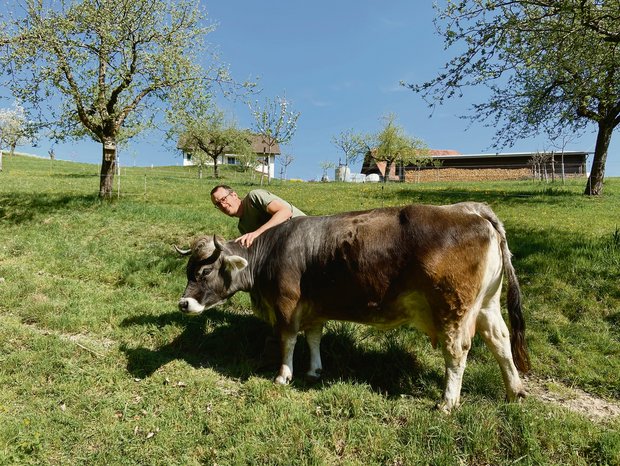 Markus Schwegler und seine Frau Claudia Meierhans haben bei der Betriebsübernahme von Milchkühen auf Mutterkühe umgestellt: «Emy-Lou war eine der ersten Kühe die 2015 auf den Katzhof zügelte. Sie ist die gute Seele der Herde.», sagt der Betriebsleiter. (Bild akr)