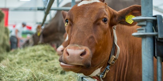 Der Luga-Bauernhof lädt zur Besichtigung ein. (Bild Luga)