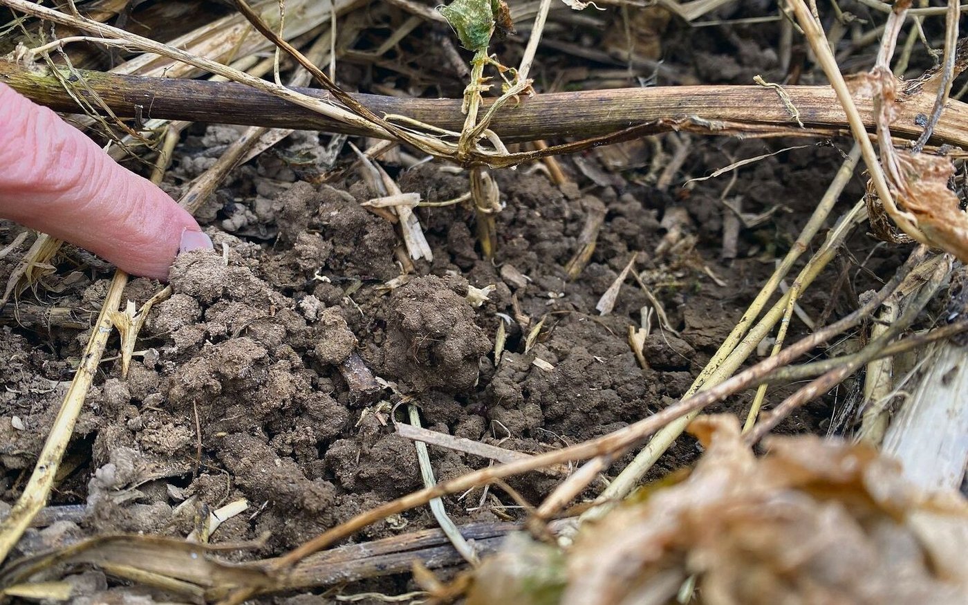Bedeckter Boden ist geschützt vor Frost, prasselndem Regen und sommerlicher Hitze. Damit bleibt er krümelig.