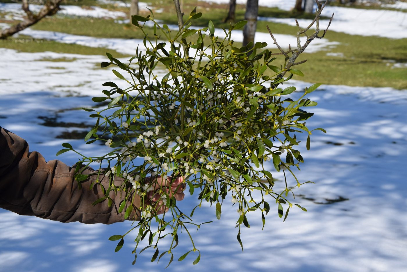 In den letzten 15 Jahren hat sich die Weissbeerige Mistel massiv in der Schweiz ausgebreitet. (Bild Katrin Erfurt)