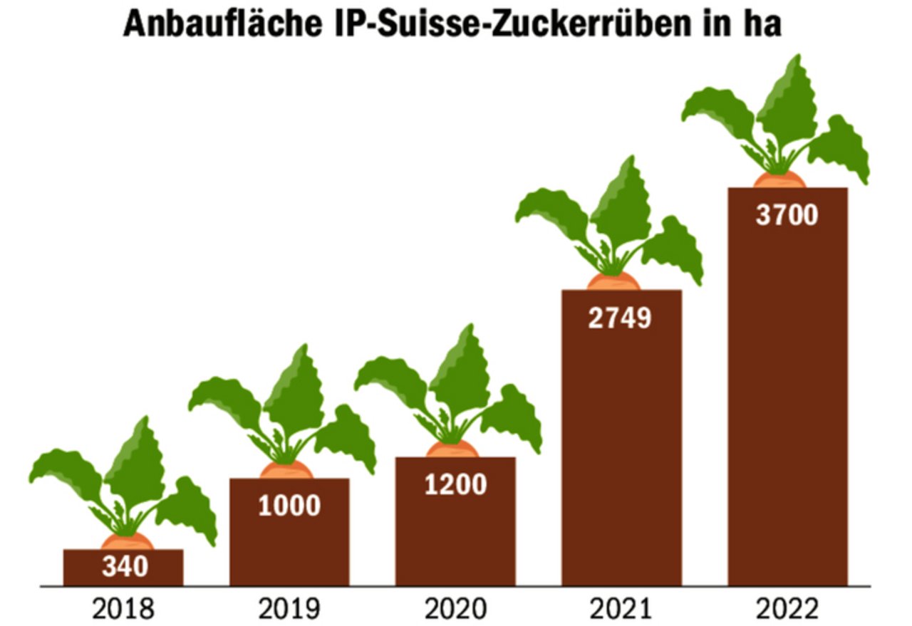 Der IP-Suisse-Anbau mit Zuckerrüben begann klein und entwickelte sich zu einer Erfolgsgeschichte.