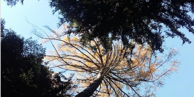 Der Lenker verletzte sich dabei schwer und verstarb auf der Unfallstelle. (Bild sb)