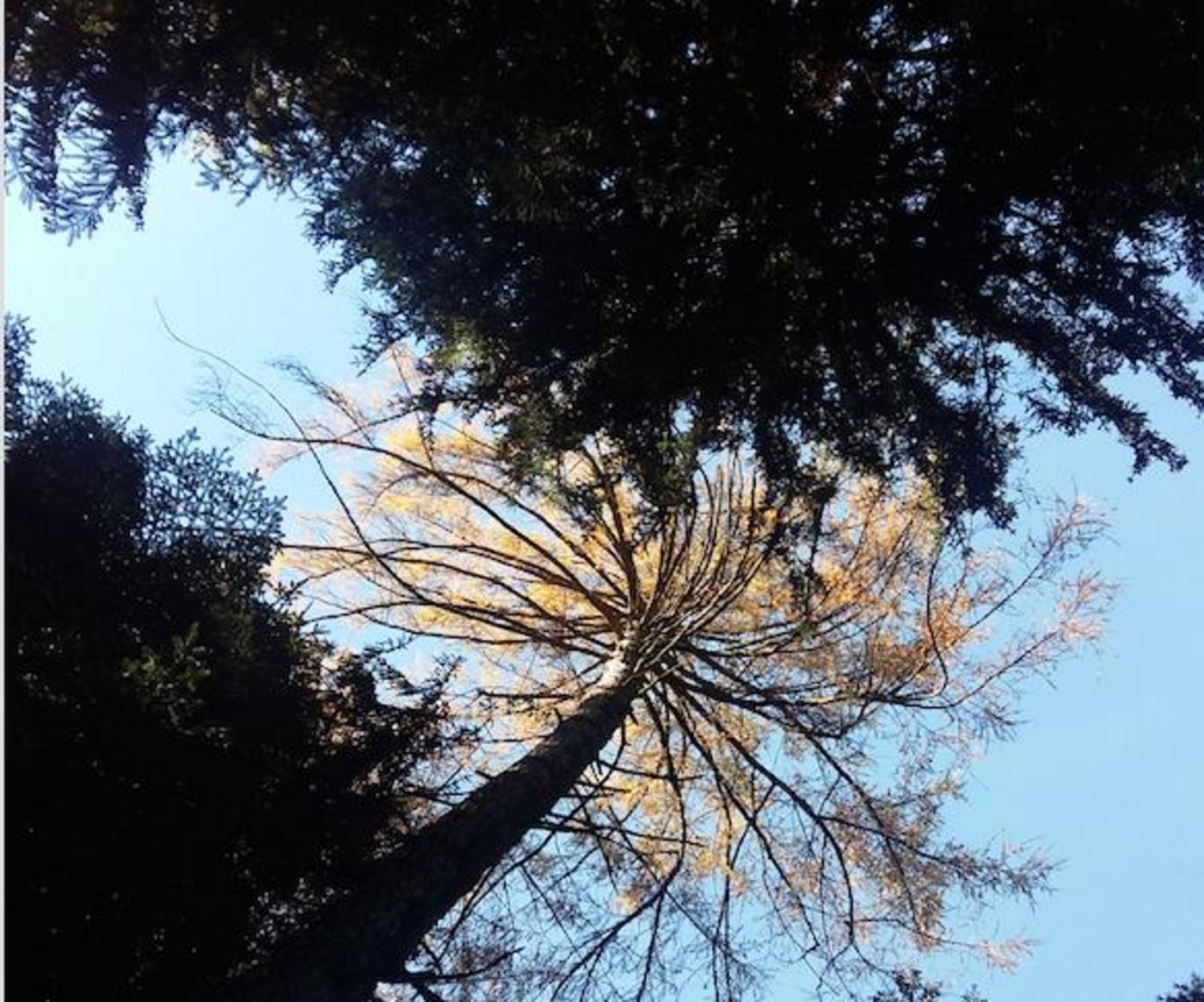 Der Lenker verletzte sich dabei schwer und verstarb auf der Unfallstelle. (Bild sb)