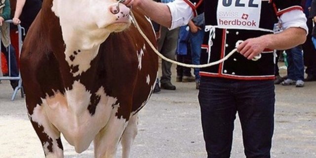  Der aktuelle Schwingerkönig und gelernte Landwirt Matthias Sempach präsentierte seinen Hauptgewinn Fors von der Lueg 2014 anlässlich des Zuchtstiermarkts in Thun. (Bild Peter Fankhauser)