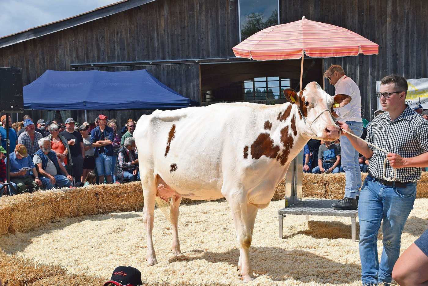 Die mächtige Power-Tochter Les Richard Snow-White ging schlussendlich für 5800 Franken weg. 