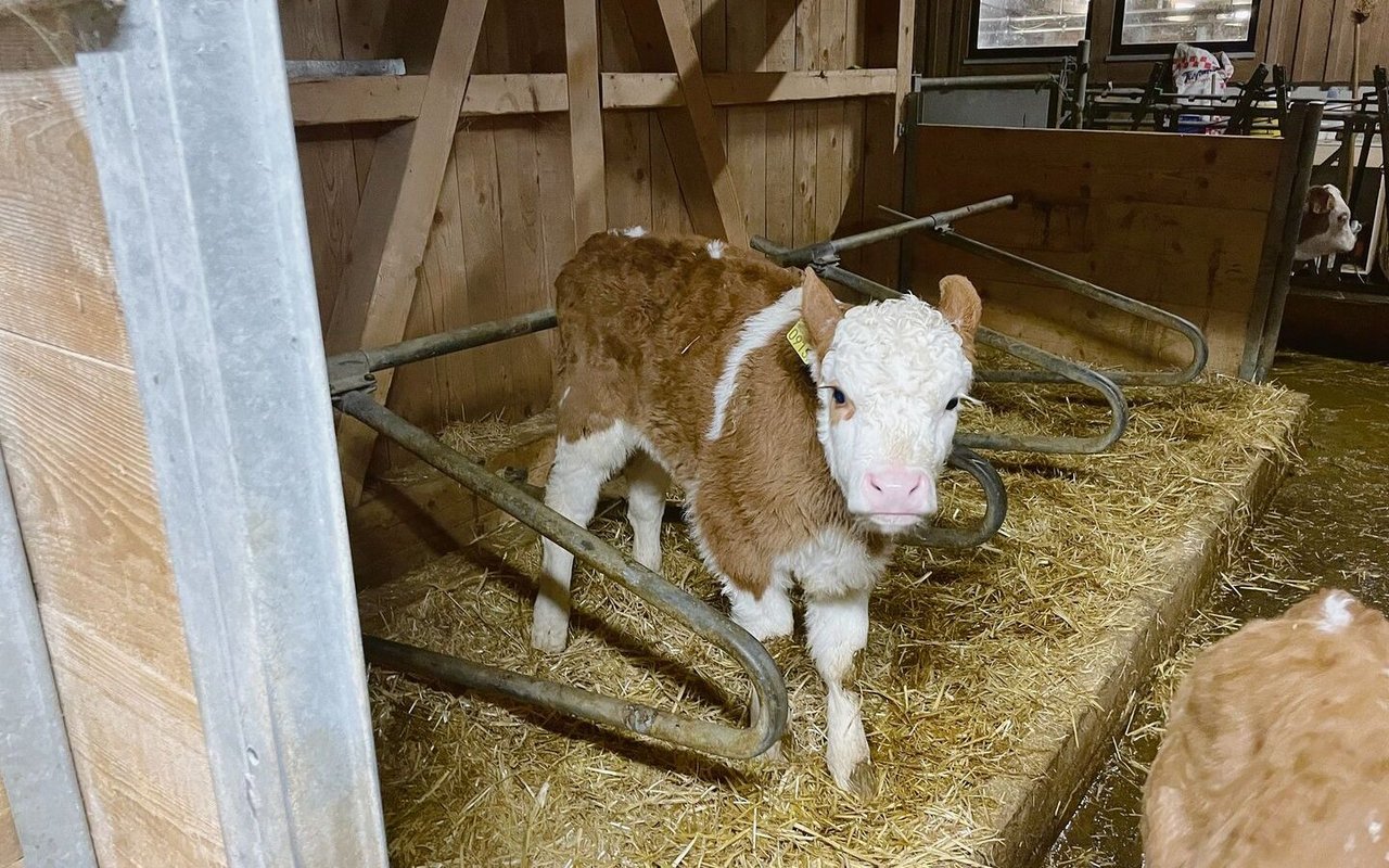 Die ersten genetisch hornlosen Schweizer Simmentaler sind gezeugt. Zu Beginn sind es Code-70-Tiere. 