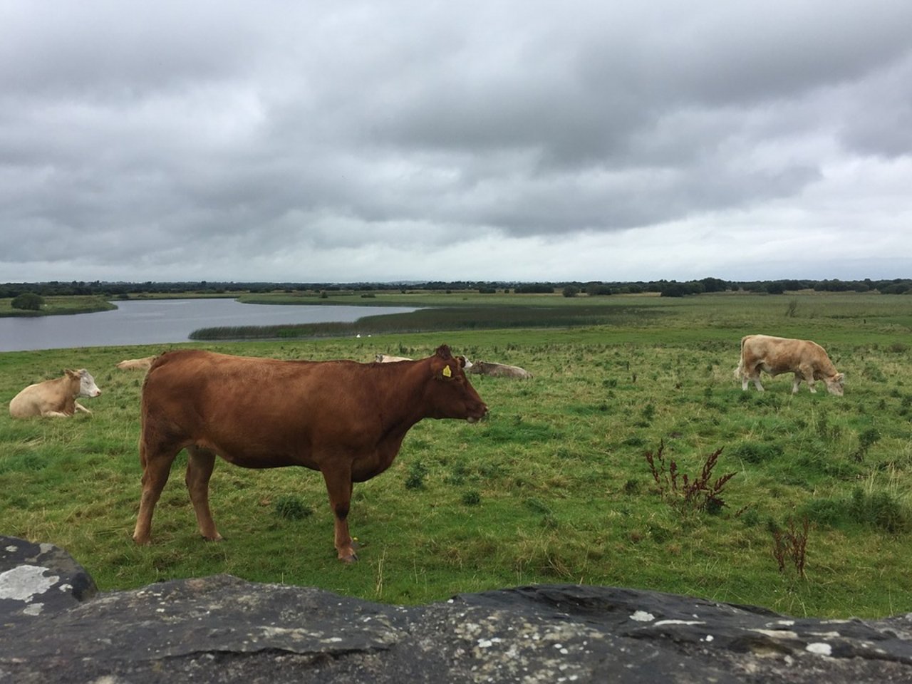 Fleischrinder in Irland. (Bild Pixabay)