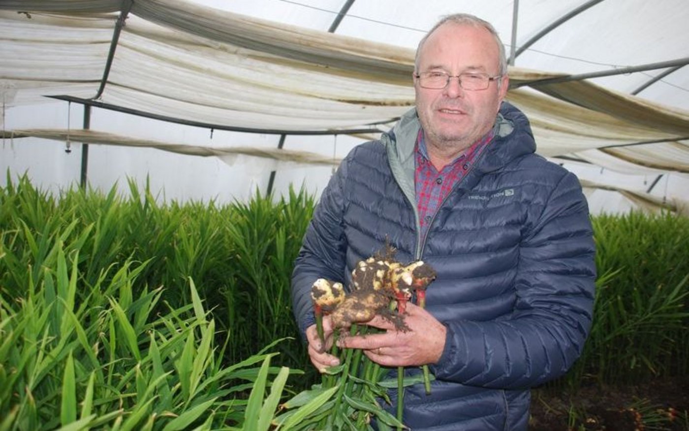 Stephan Müller kann dieses Jahr rund 17 Tonnen Ingwer ernten. (Bild rb