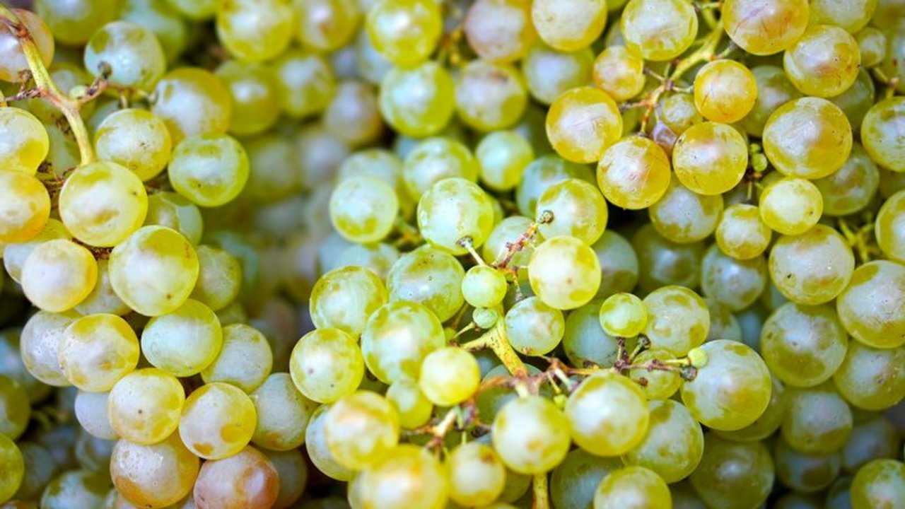 Die Erntemenge der weissen Traubensorten übertraf das Zehn-Jahresmittel um 2%. (Bild Pixabay)